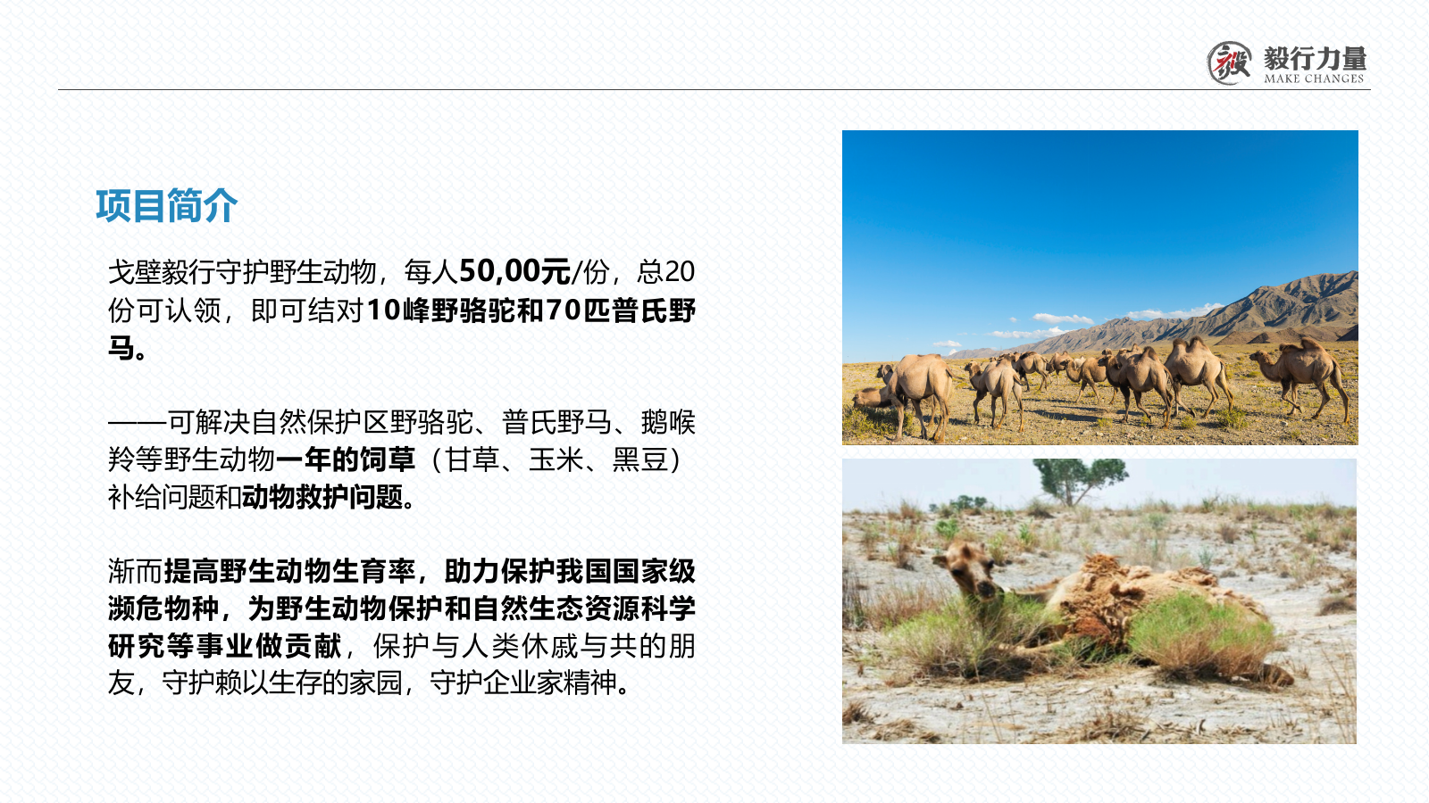 2020保护野生动物公益戈壁行活动.pptx_第9页
