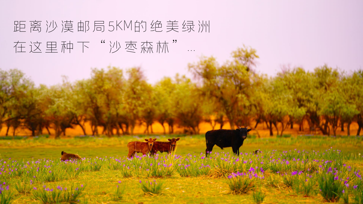 2023中国邮政沙漠绿洲计划方案.pdf_第7页