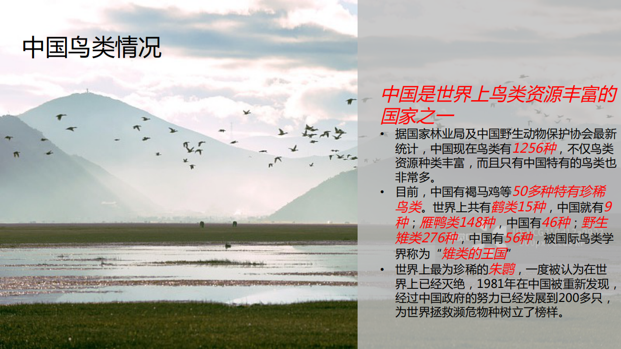 99公益日“任鸟飞”项目推广传播项目简版.pdf_第9页