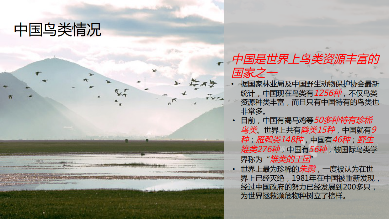 99公益日「任鸟飞」项目推广传播项目简版-55页.pdf_第9页