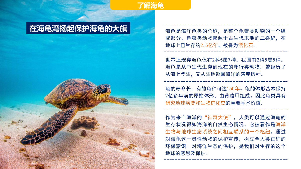 海龟湾公益活动策划暨IP塑造策划案（框架）.pptx_第6页