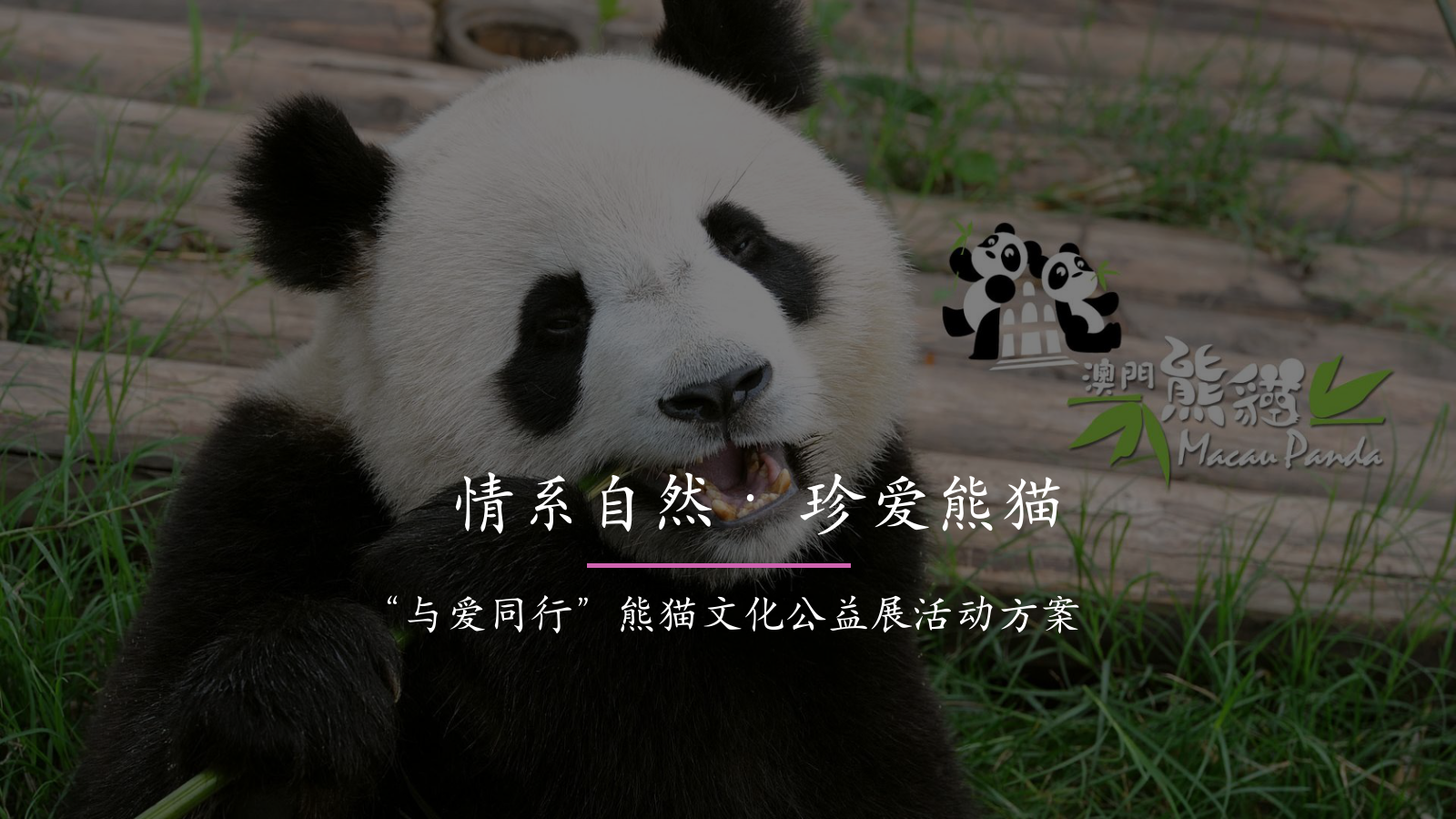 情系自然珍爱熊猫“与爱同行”熊猫文化公益展活动方案.pptx_第1页