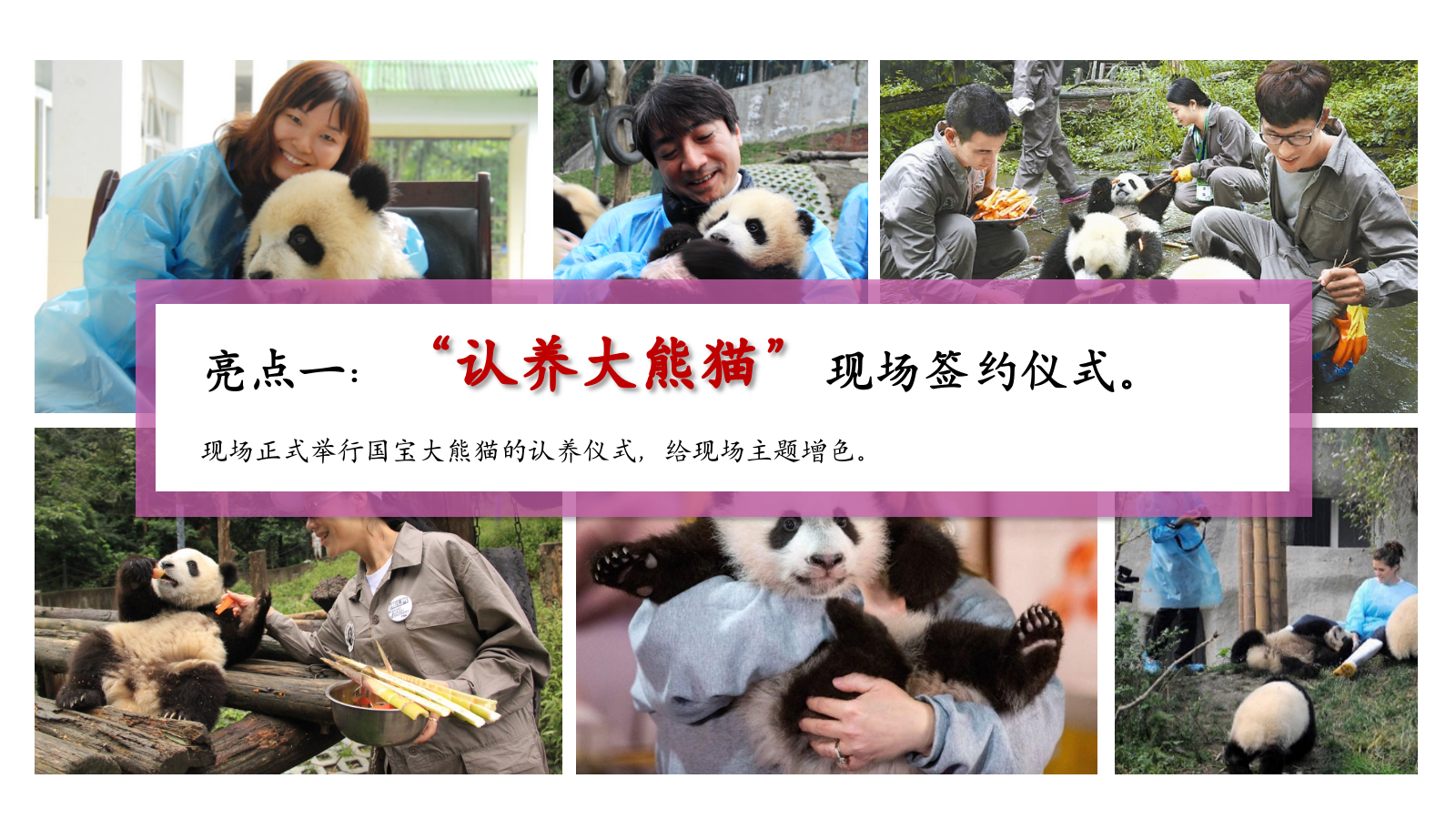 情系自然珍爱熊猫“与爱同行”熊猫文化公益展活动方案.pptx_第8页