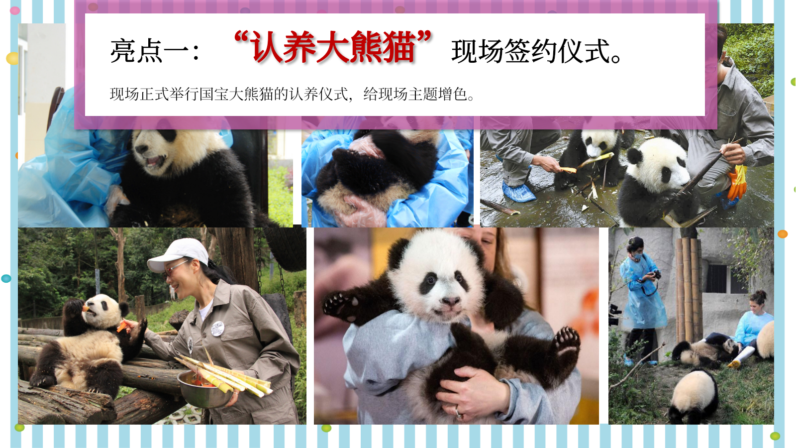 与爱同行重阳节熊猫文化公益展创意方案.pptx_第7页