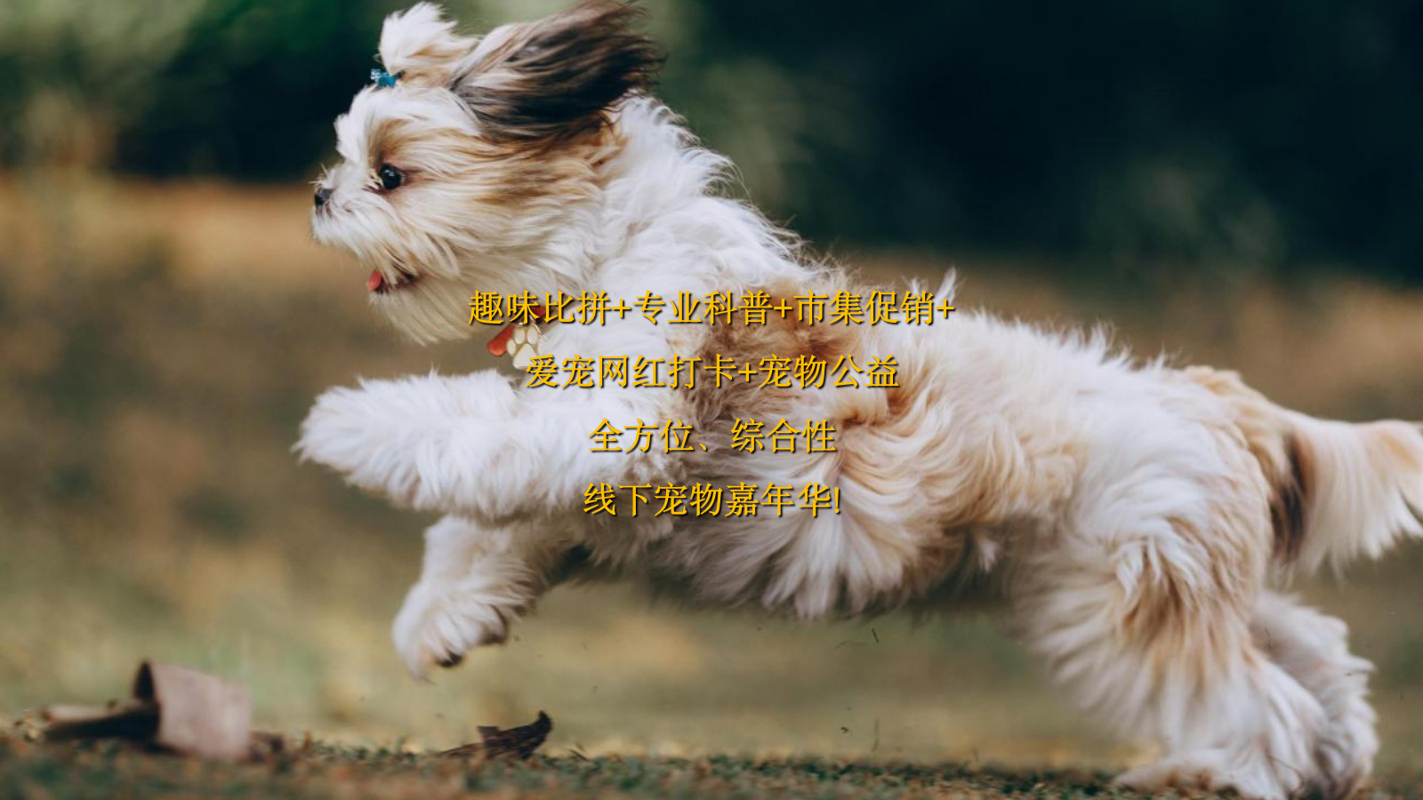 商业购物中心宠物主题市集嘉年华“萌宠夏日”主题活动策划方案活动策划 萌宠 集市.pptx_第10页