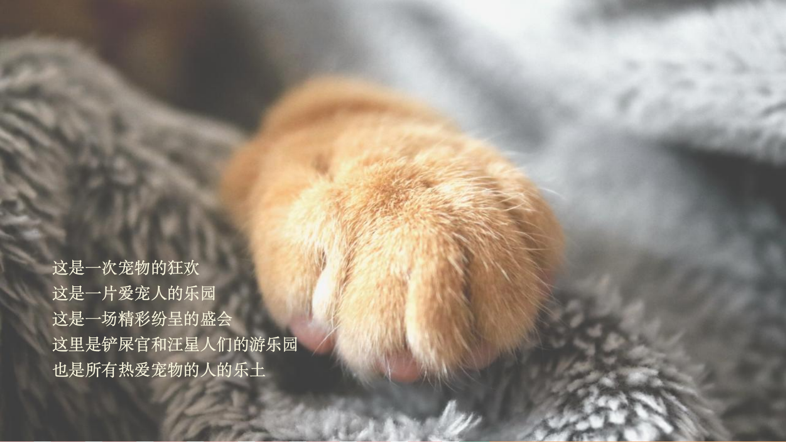 商业购物中心宠物主题市集嘉年华“萌宠夏日”主题活动策划方案活动策划 萌宠 集市.pptx_第6页