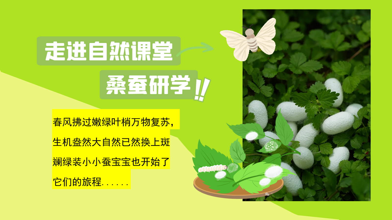 2025文旅景区春日桑蚕研学“蚕宝探秘·丝路启蒙”活动策划方案.pptx_第3页