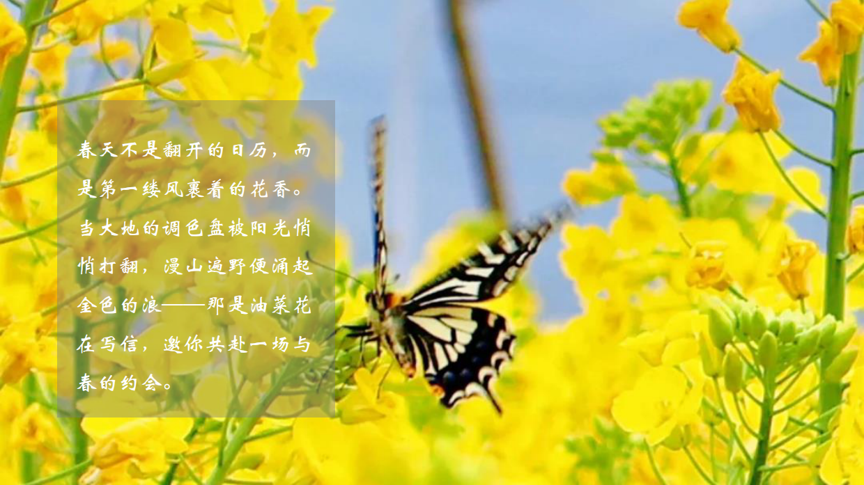 2026春日油菜花田研学“花田油礼 探春知趣”活动方案.pdf_第4页