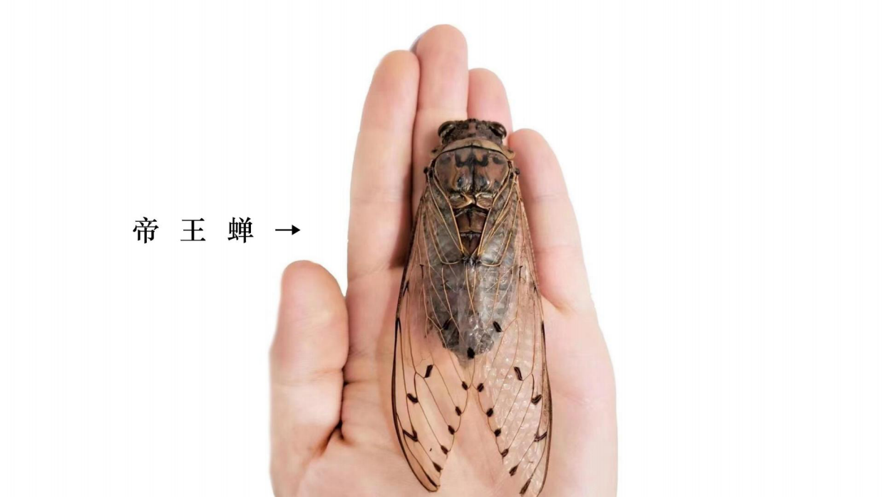 昆虫记研学知识分享.pdf_第6页