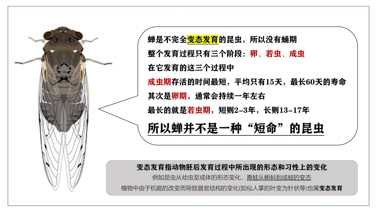 昆虫记研学知识分享.pdf_第8页
