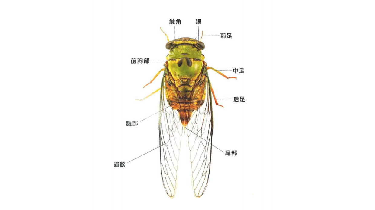 昆虫记研学知识分享.pdf_第9页
