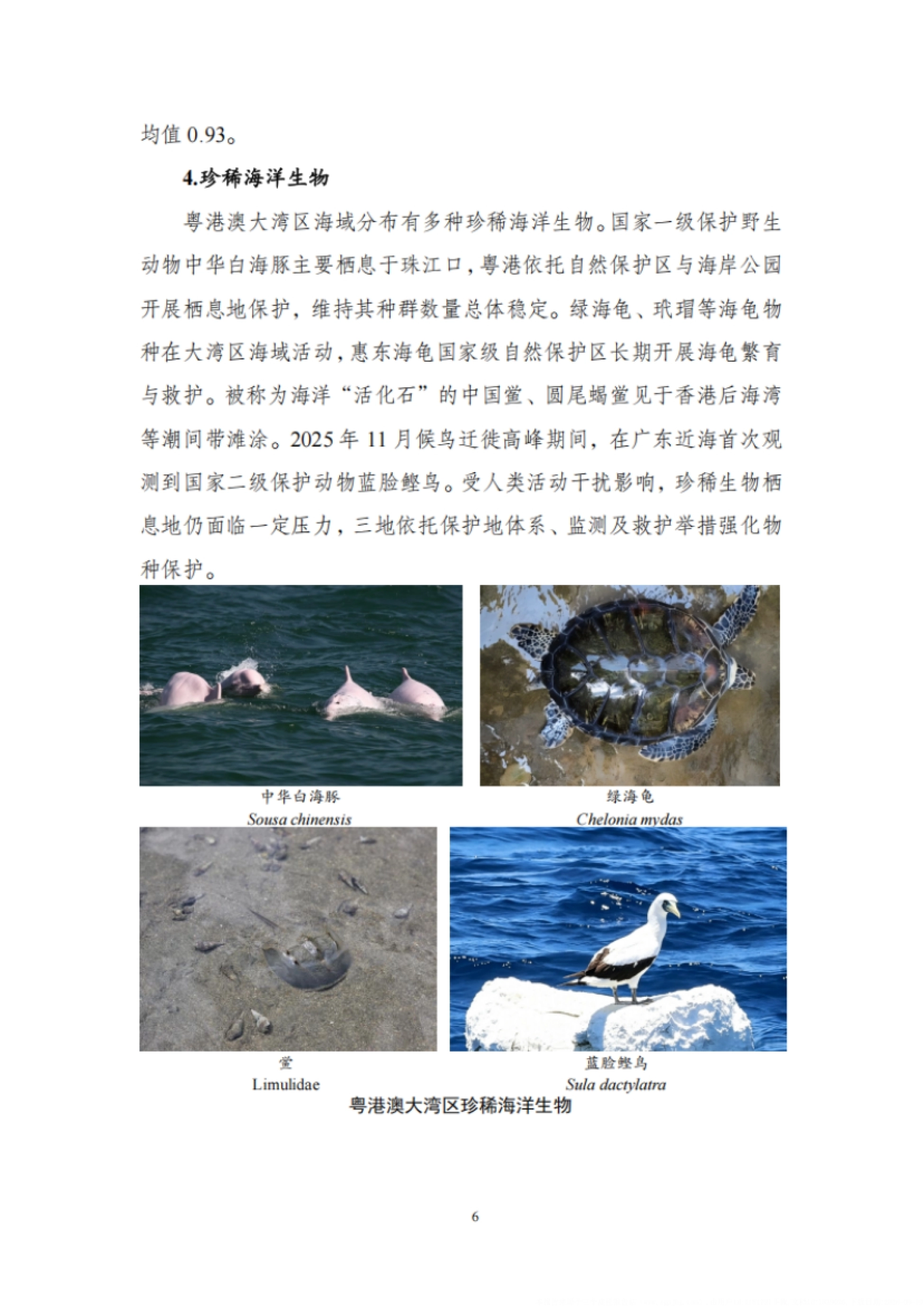 2025年粤港澳大湾区海洋生态状况报告.pdf_第10页