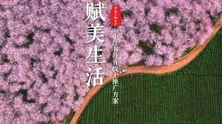 赋美生活小红书抖音线上传播方案